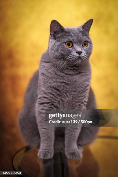 close-up of cat looking away,ohio,poland - british shorthair cat stock pictures, royalty-free photos & images