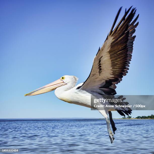 close-up of pelican flying over sea against clear sky,kangaroo island,south australia,australia - kangaroo island australia stock pictures, royalty-free photos & images