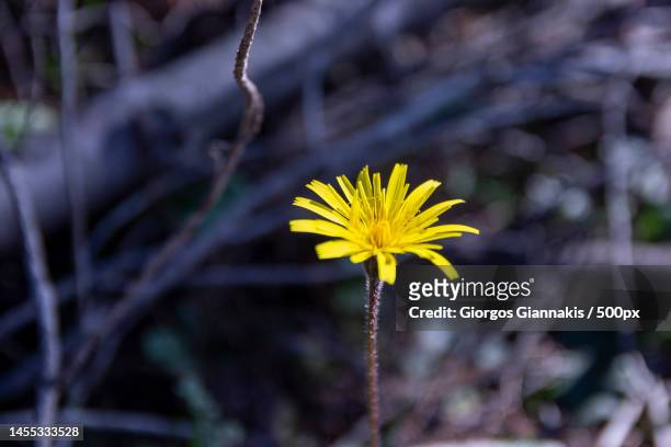 close-up of yellow flowering plant on field,oropos,greece - coltsfoot photos et images de collection
