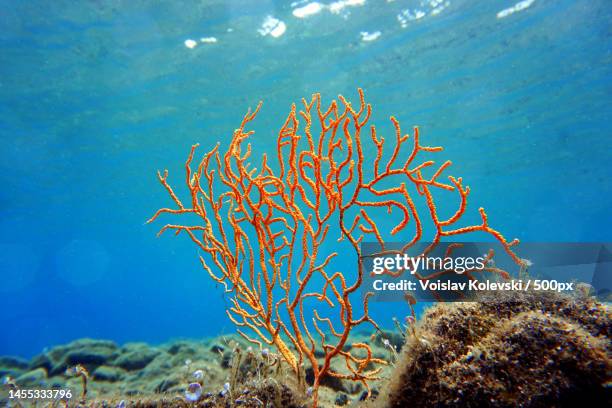 yellow mediterranean gorgonian coral - eunicella cavolini,skiathos,greece - スキ��アトス島 ストックフォトと画像