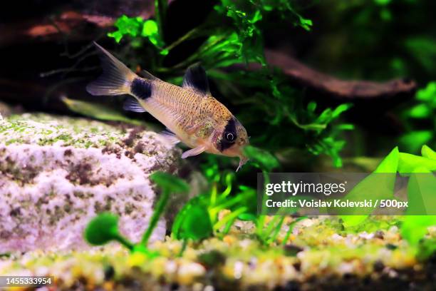 Underwater Panda Photos and Premium High Res Pictures - Getty Images