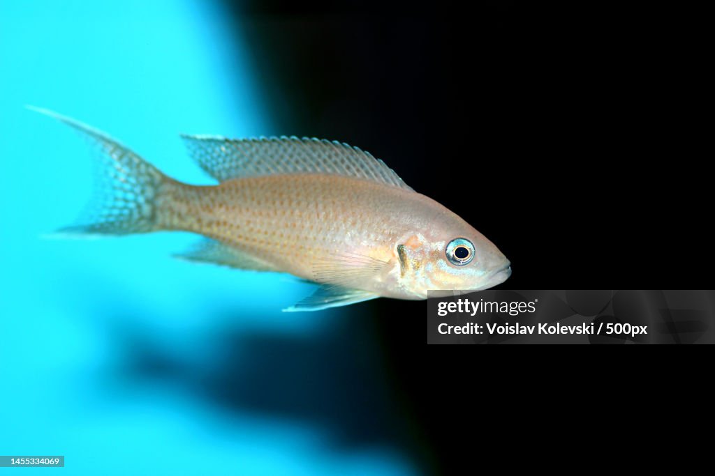 Brichardi Cichlid,Albino African Princess fish - Neolamprologus brichardi,Skopje,Macedonia