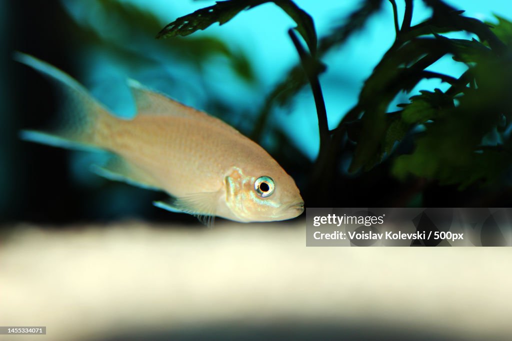 Brichardi Cichlid,Albino African Princess fish - Neolamprologus brichardi,Skopje,Macedonia
