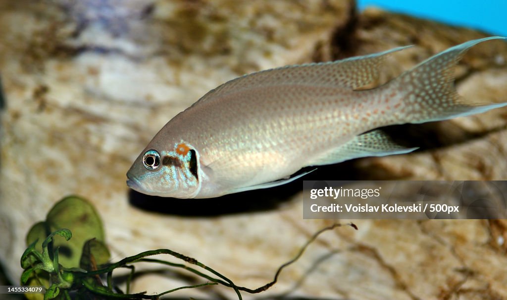 Brichardi Cichlid,Albino African Princess fish - Neolamprologus brichardi,Skopje,Macedonia