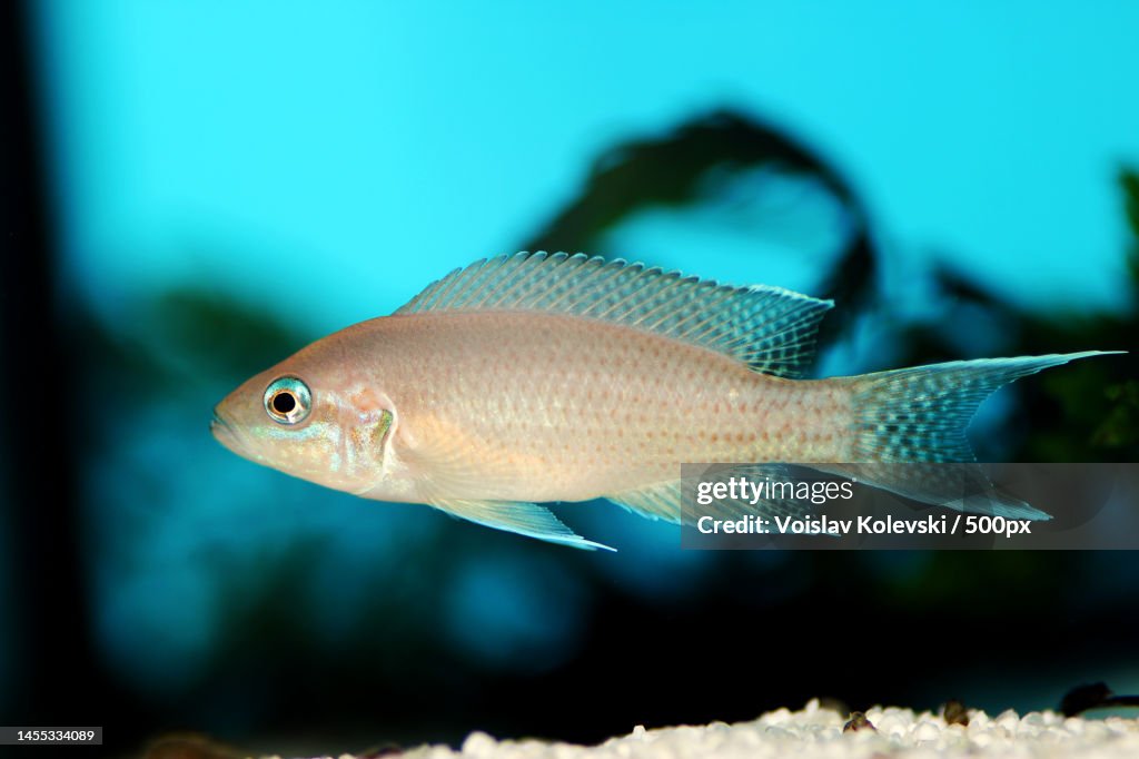 Brichardi Cichlid,Albino African Princess fish - Neolamprologus brichardi,Skopje,Macedonia