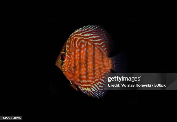 close-up of tropical cichlid swimming against black background,skopje,macedonia - cichlid aquarium stock pictures, royalty-free photos & images