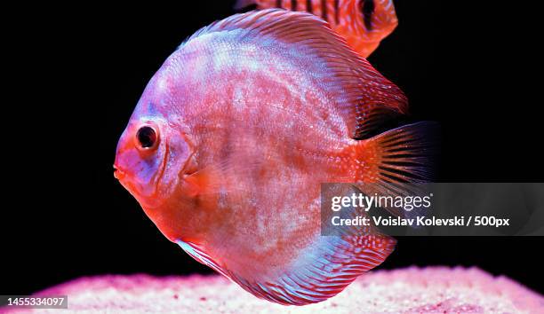 close-up of cichlid swimming against black background,skopje,macedonia - cichlid aquarium stock pictures, royalty-free photos & images