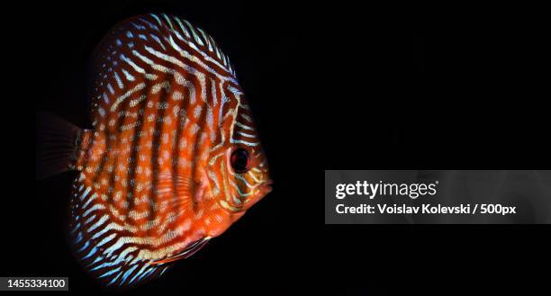 close-up of cichlid swimming in tank against black background,skopje,macedonia - cichlid aquarium stock pictures, royalty-free photos & images