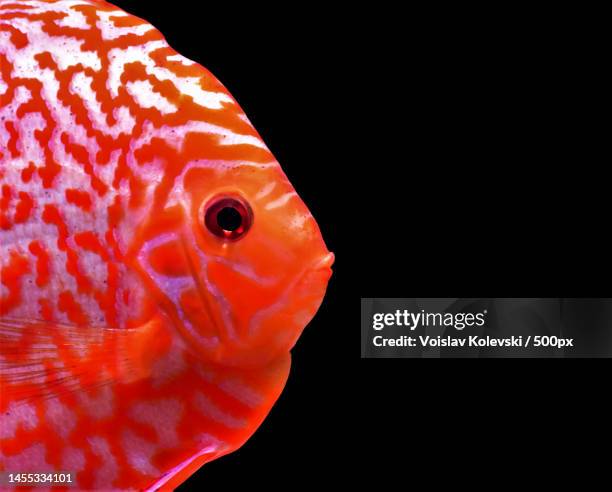 close-up of cichlid against black background,skopje,macedonia - cichlid aquarium stock pictures, royalty-free photos & images