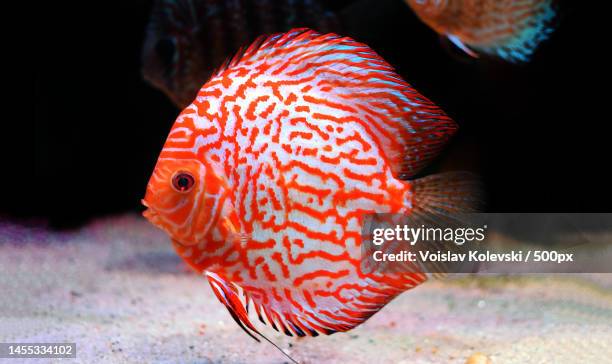close-up of cichlid swimming in tank,skopje,macedonia - cichlid aquarium stock pictures, royalty-free photos & images