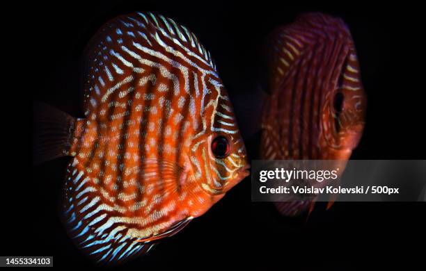 close-up of cichlid swimming in aquarium,skopje,macedonia - cichlid aquarium stock pictures, royalty-free photos & images