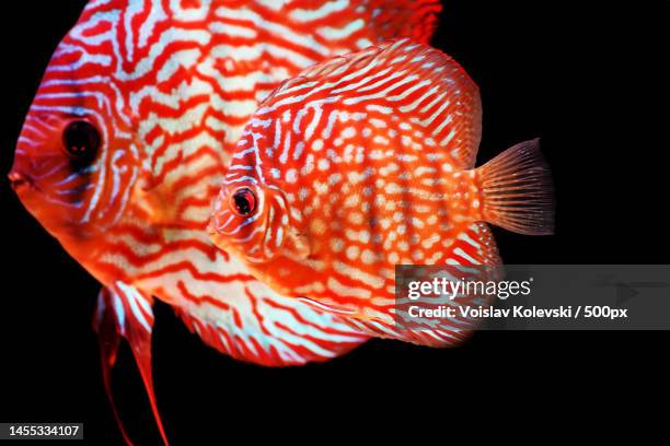 close-up of siamese fighting cichlid swimming against black background,skopje,macedonia - cichlid aquarium stock pictures, royalty-free photos & images