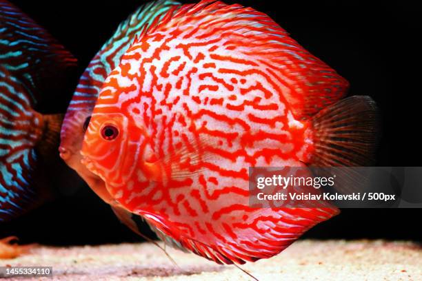 close-up of tropical cichlid swimming in tank,skopje,macedonia - cichlid aquarium stock pictures, royalty-free photos & images
