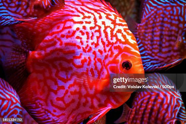 close-up of cichlid swimming in aquarium,skopje,macedonia - cichlid aquarium stock pictures, royalty-free photos & images