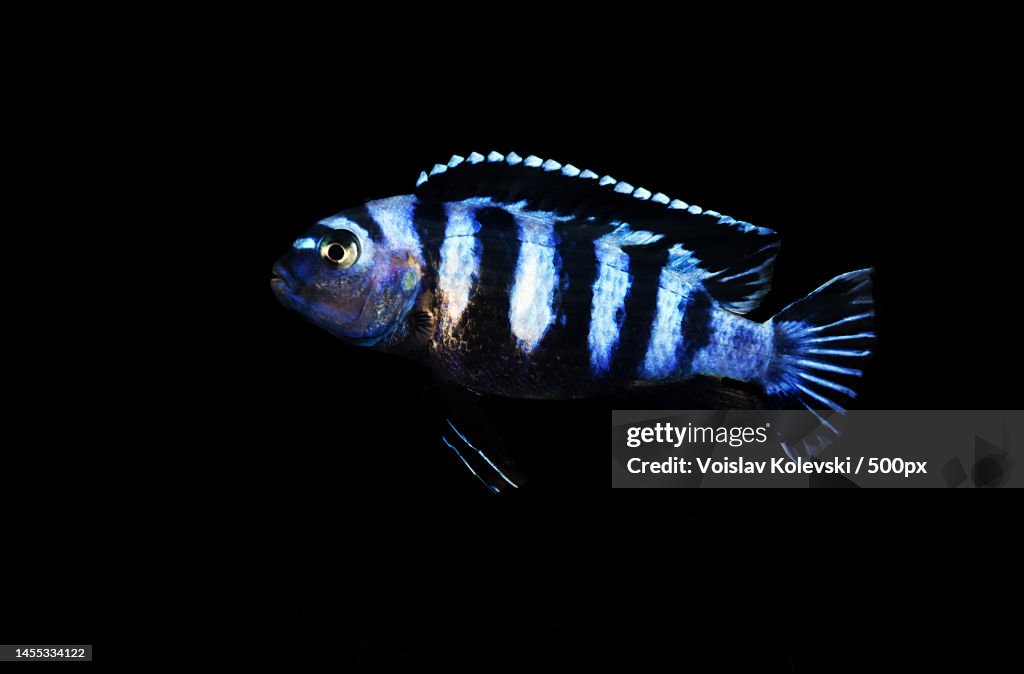 Maingano African Cichlid from Malawi Lake - Melanochromis cyaneorhabdos,Skopje,Macedonia