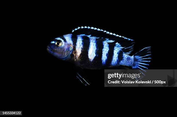 maingano african cichlid from malawi lake - melanochromis cyaneorhabdos,skopje,macedonia - african cichlid stock pictures, royalty-free photos & images