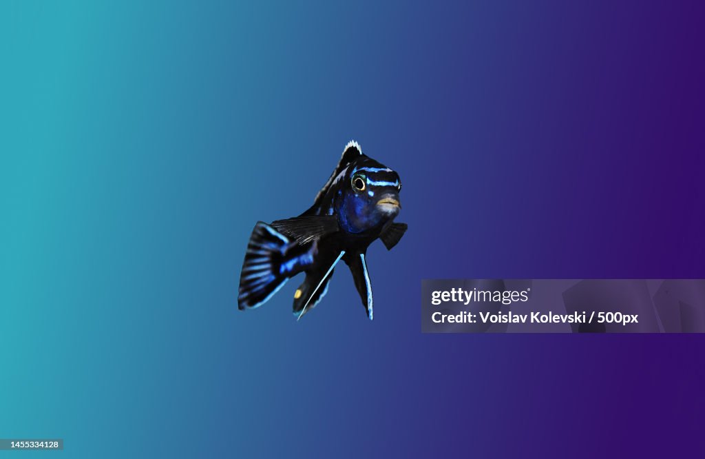 Maingano African Cichlid from Malawi Lake - Melanochromis cyaneorhabdos,Skopje,Macedonia