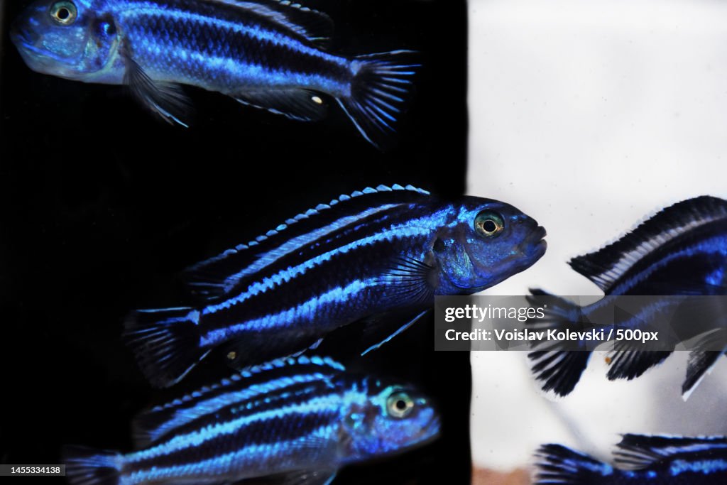 Maingano African Cichlid from Malawi Lake - Melanochromis cyaneorhabdos,Skopje,Macedonia