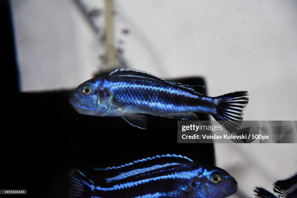Maingano African Cichlid from Malawi Lake - Melanochromis cyaneorhabdos,Skopje,Macedonia