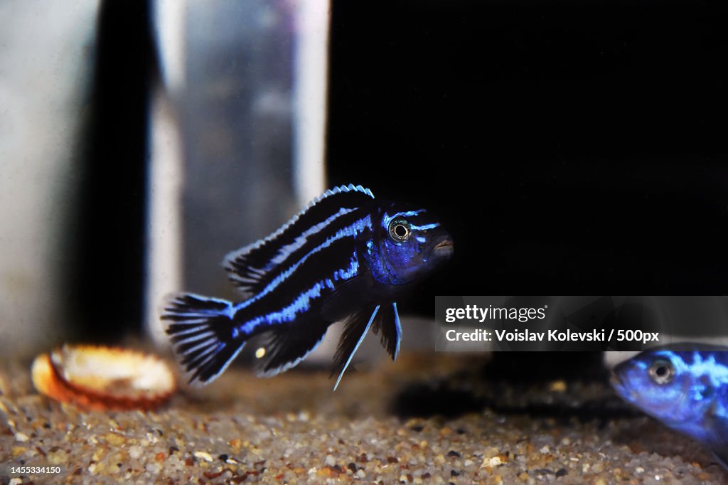 Maingano African Cichlid from Malawi Lake - Melanochromis cyaneorhabdos,Skopje,Macedonia