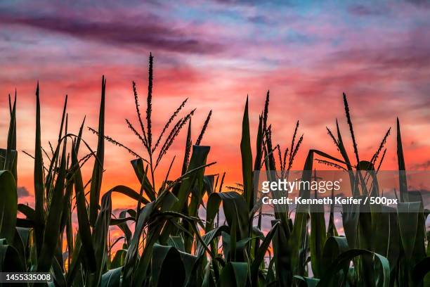 silhouette of plants growing on field against sky during sunset,mooresville,indiana,united states,usa - indiana nature stock pictures, royalty-free photos & images