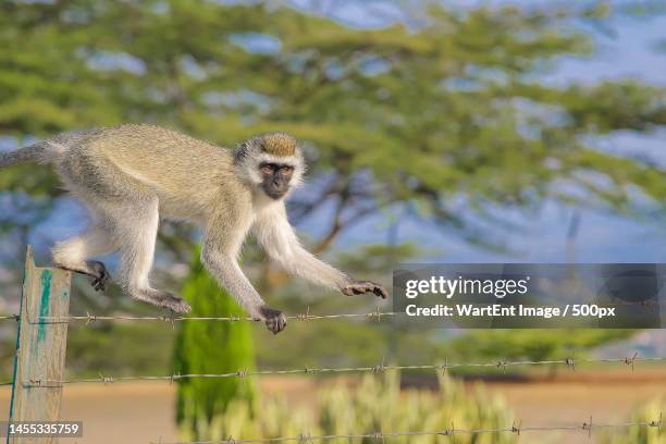 full length of vervet monkey sitting on railing - vervet monkey stock-fotos und bilder