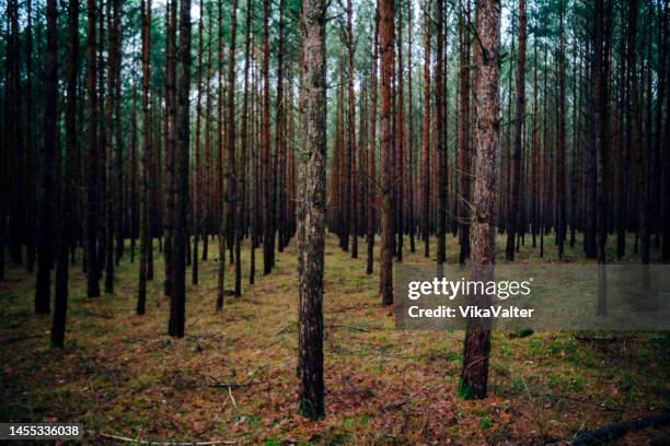 evenly planted monoculture forest of pines - monoculture stock pictures, royalty-free photos & images