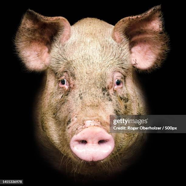close-up portrait of domestic pig against black background,switzerland - gris bildbanksfoton och bilder