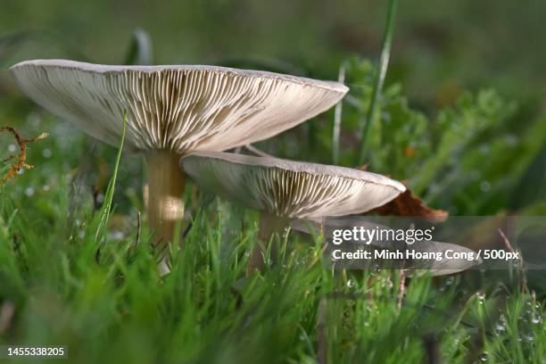 close-up of mushroom growing on field,france - close up of mushroom growing outdoors stock-fotos und bilder