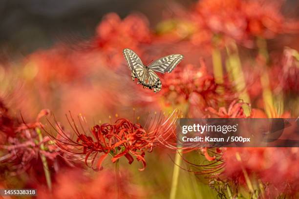 close-up of butterfly pollinating on red flower - parelmoervlinder stockfoto's en -beelden