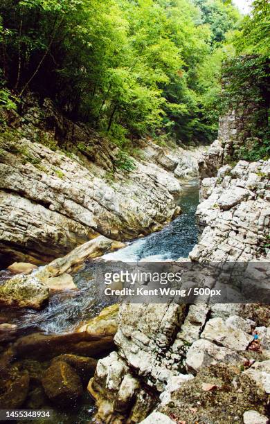 scenic view of stream amidst trees in forest,united states,usa - calore stockfoto's en -beelden