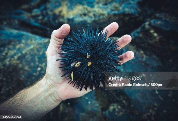 cropped hand holding sea urchin,state of santa catarina,brazil - sea urchin stock pictures, royalty-free photos & images