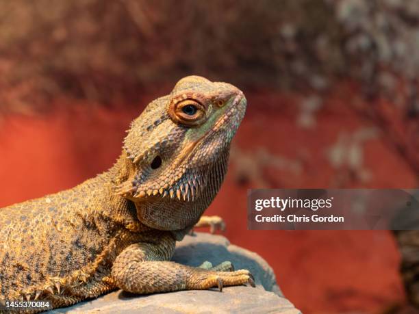 central bearded dragon - agama stock pictures, royalty-free photos & images