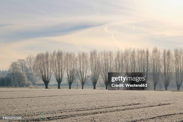 Windbreaks Windbreak And Trees Photos and Premium High Res Pictures - Getty Images