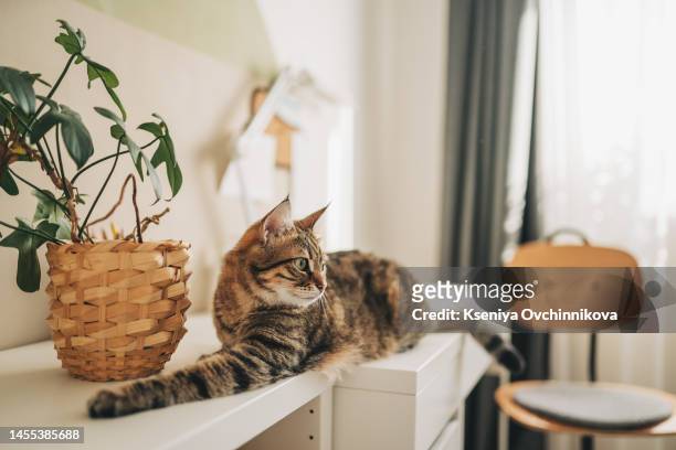 relaxed domestic cat at home, indoor - domestic room imagens e fotografias de stock
