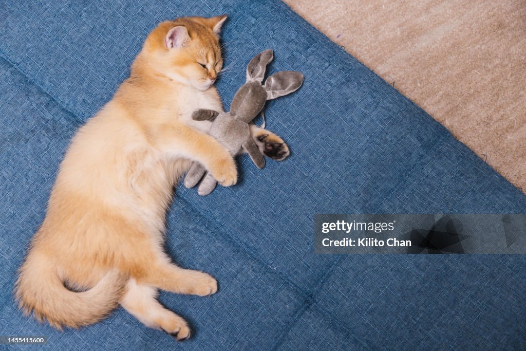 Cute Ginger Tabby Cat Lying On Floor Cuddling A Rabbit Toy High-Res ...