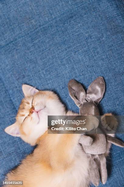 cute ginger tabby cat lying on floor cuddling a rabbit toy - auf dem bauch liegen stock-fotos und bilder