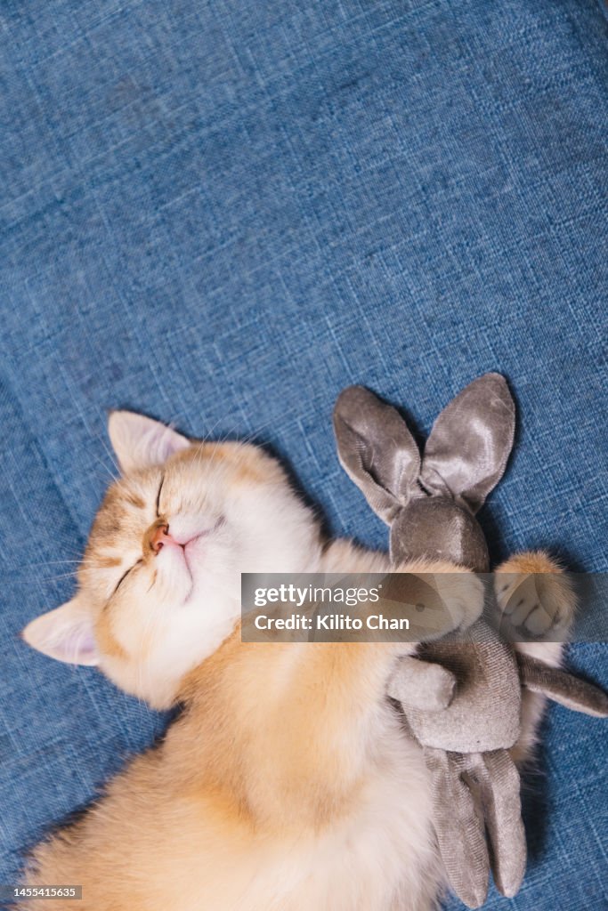 Cute ginger tabby cat lying on floor cuddling a rabbit toy