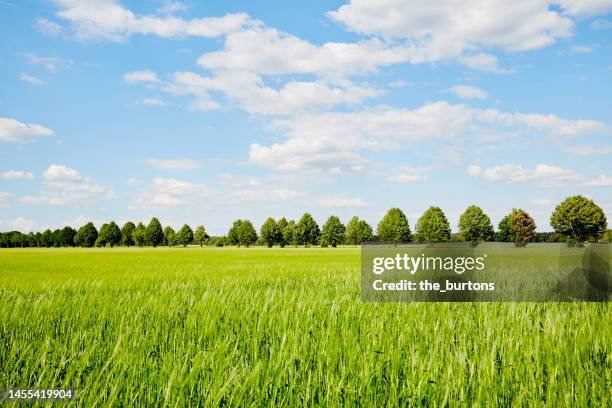 agricultural field and trees in summer, rural scene - mecklenburg vorpommern 個照片及圖片檔