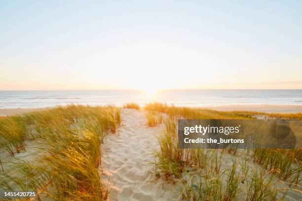 footpath through the dunes to the sea at sunset - beach clear sky stock pictures, royalty-free photos & images