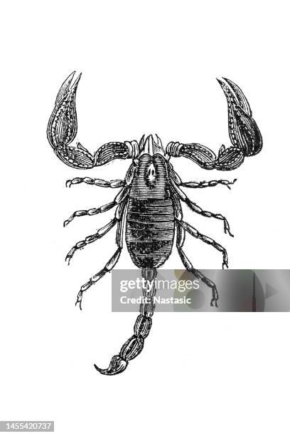 scorpion - scorpion stock illustrations