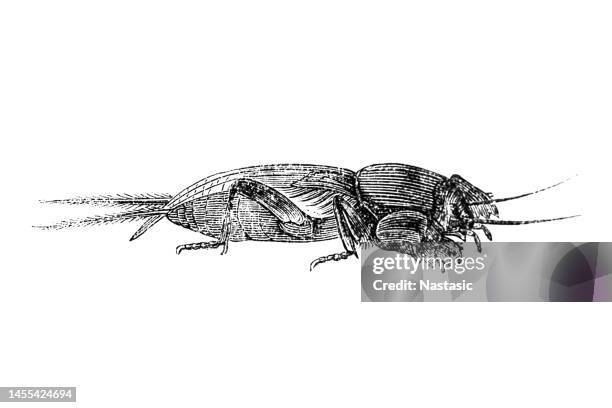 mole crickets are members of the insect family gryllotalpidae - mole cricket stock illustrations