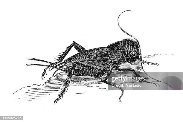 gryllus campestris, the european field cricket or simply the field cricket - gryllus campestris stock illustrations