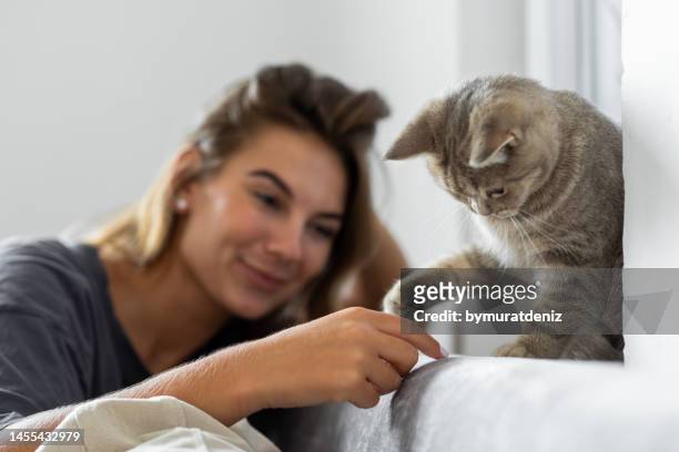 woman playing on the sofa with her cat - purebred cat stock pictures, royalty-free photos & images