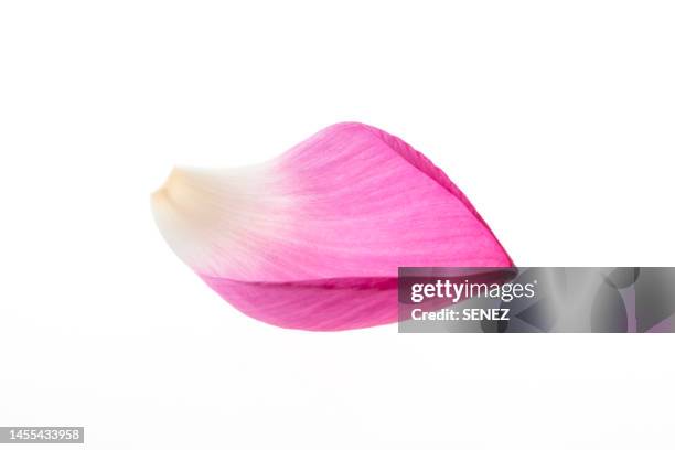 close-up of lotus petal over whtie background - lotus petal stock pictures, royalty-free photos & images