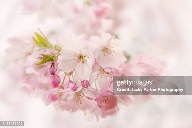 beautiful pink toned cherry blossom flowers in soft spring sunshine - festival grounds stock pictures, royalty-free photos & images