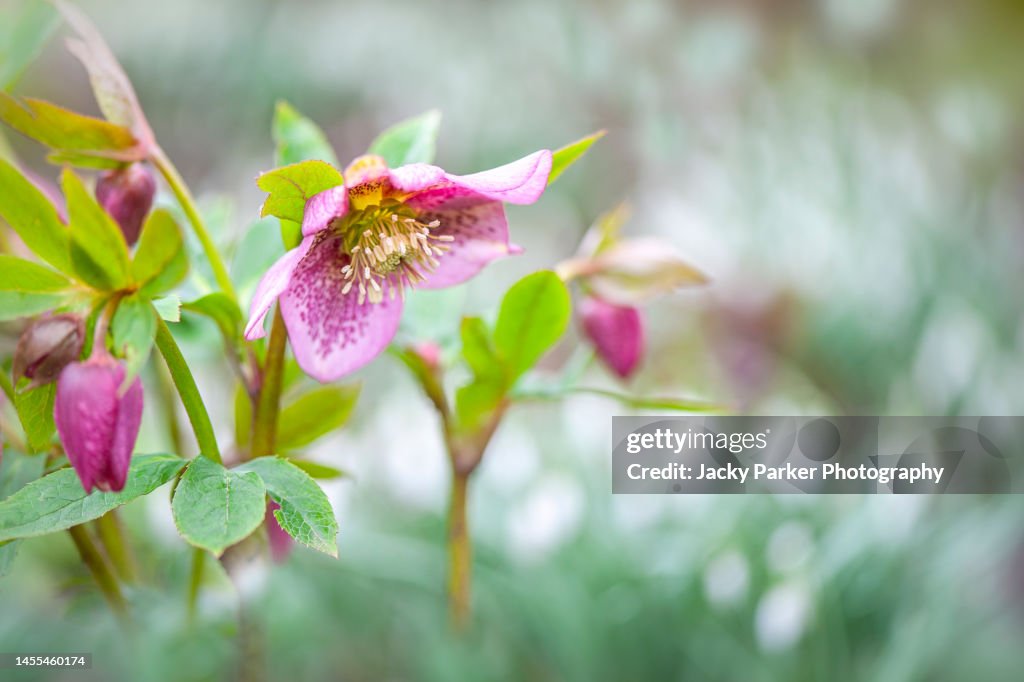 Beautiful Spring Pink Hellebore Flowers Also Known As Lenten Roses High ...