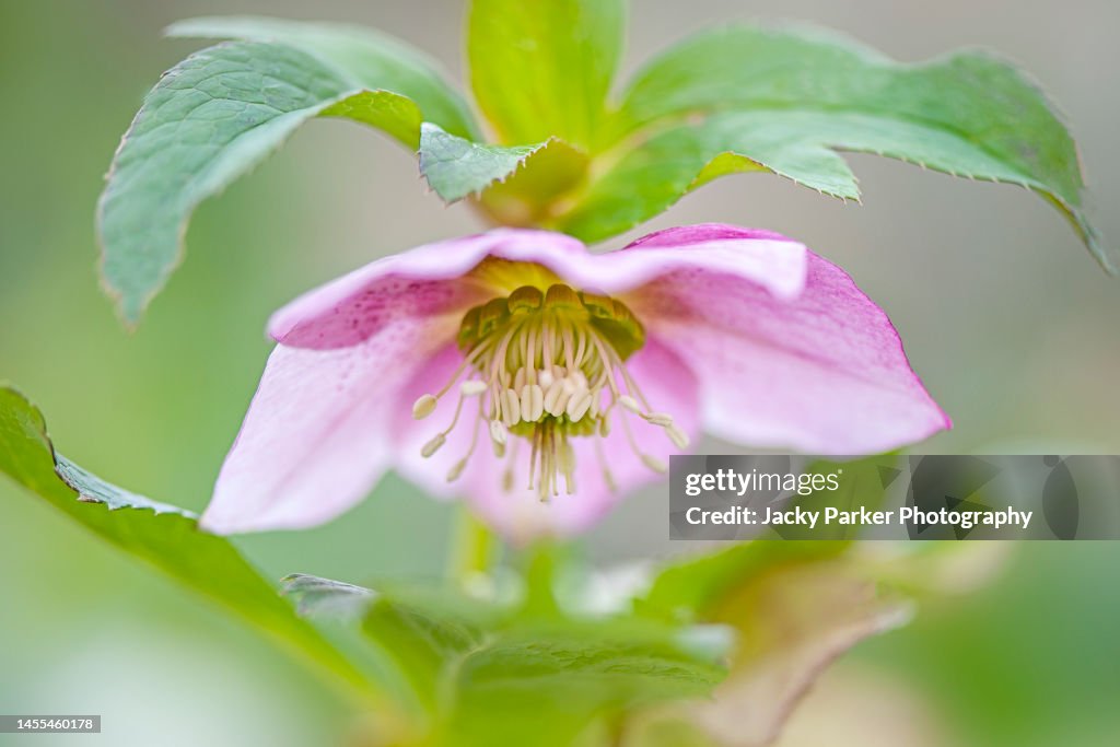 Lenton Roses Beautiful Spring Pink Hellebore Flowers Also Known As Lenten Roses High ...