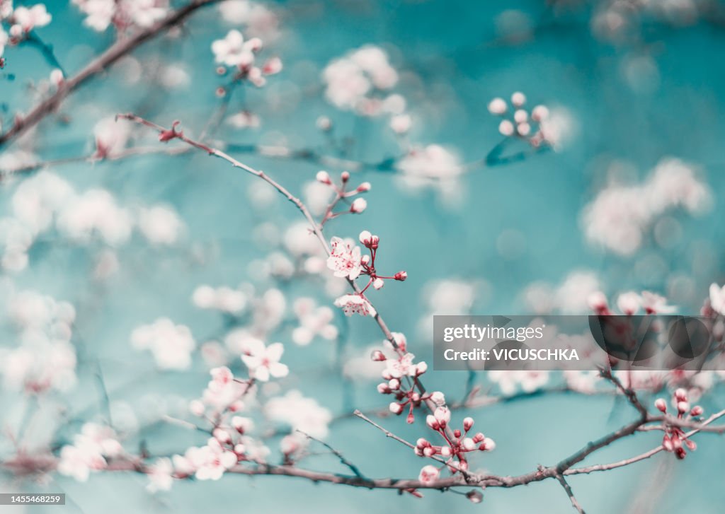 Dreamy springtime nature background with cherry blossom at blue sky with bokeh