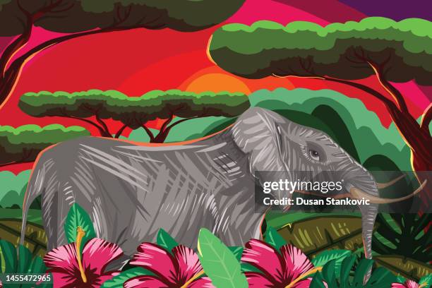 elephant in beautiful nature - elephants sunset stock illustrations